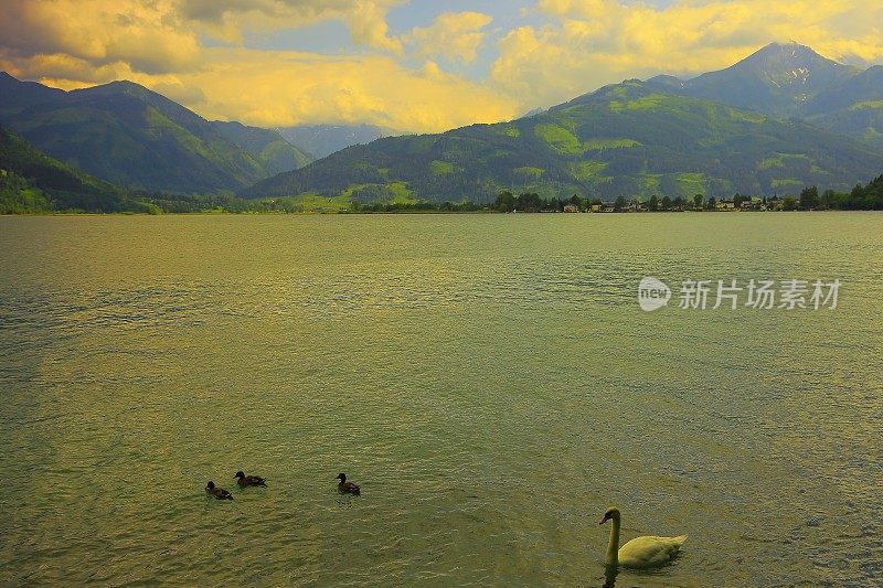 天鹅和鸟群家庭漂浮在美丽的泽勒湖上-泽尔am See和山脉景观，Tirol风景在奥地利萨尔茨堡土地，奥地利